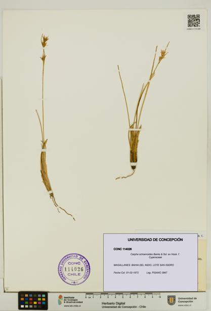 Carpha schoenoides [Espécimen: UDEC:CONC:0114026]