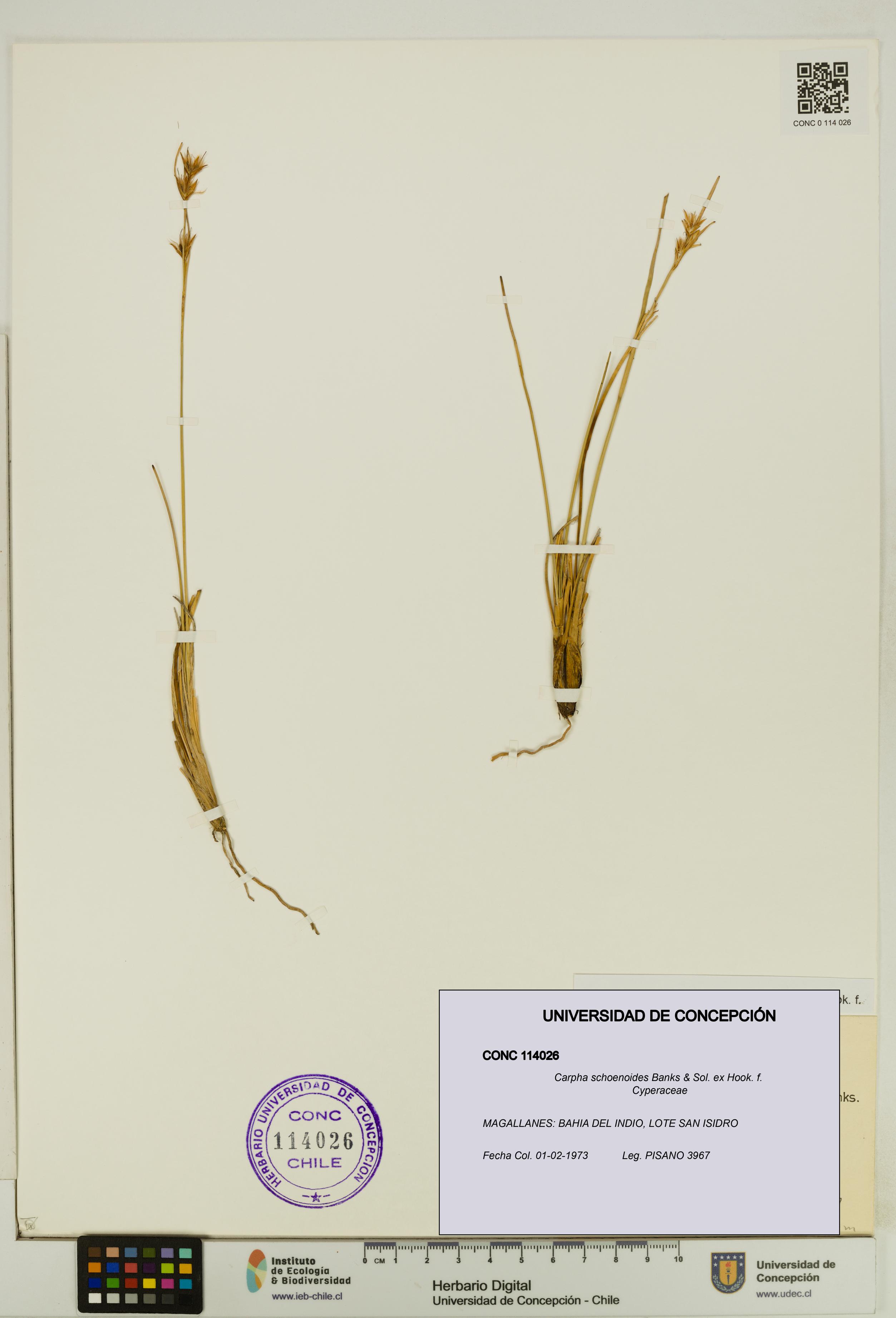 Carpha schoenoides [Espécimen: UDEC:CONC:0114026]