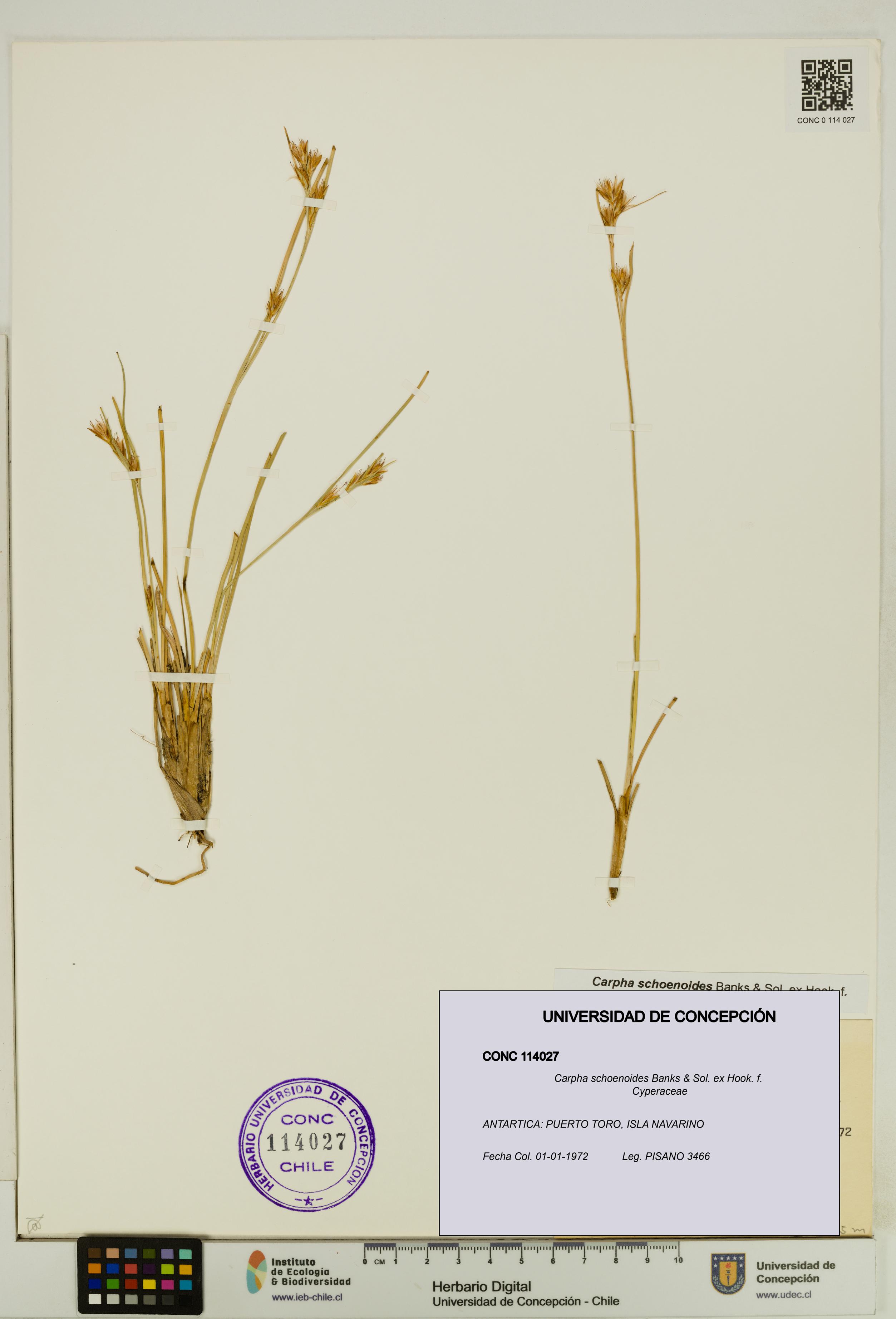 Carpha schoenoides [Espécimen: UDEC:CONC:0114027]