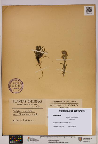 Erigeron myosotis [Espécimen: UDEC:CONC:0114228]