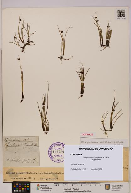 Isolepis cernua [Espécimen: UDEC:CONC:0114379]