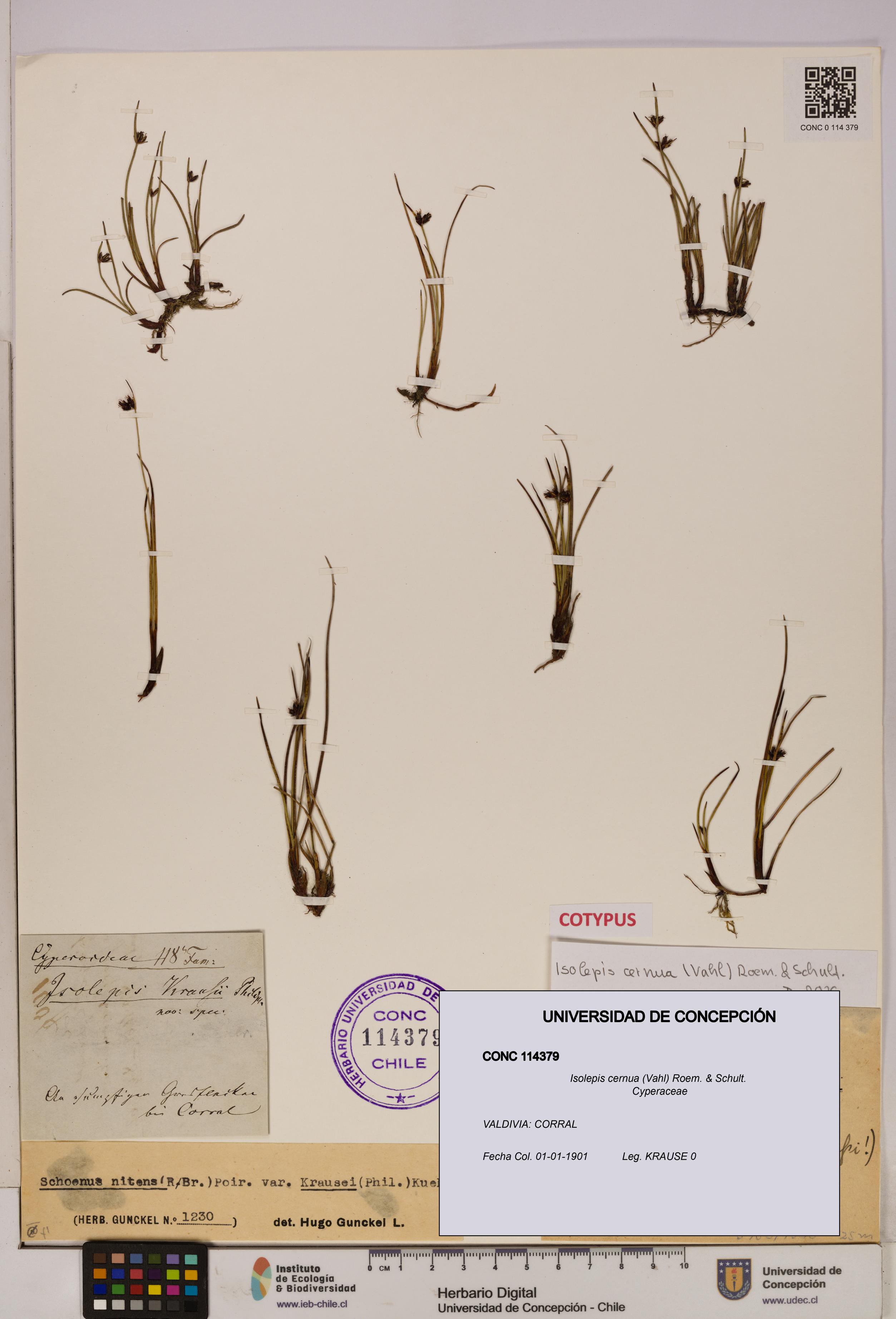 Isolepis cernua [Espécimen: UDEC:CONC:0114379]