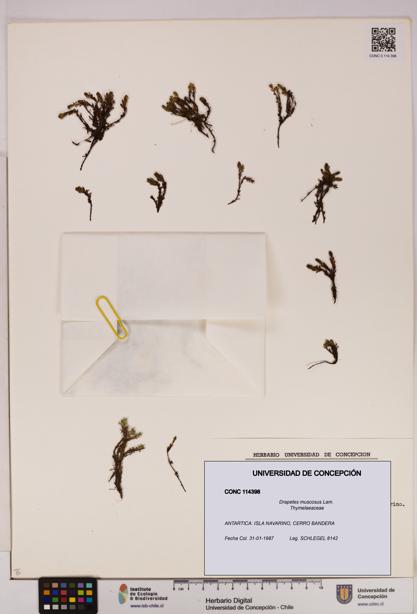 Drapetes muscosus [Espécimen: UDEC:CONC:0114398]