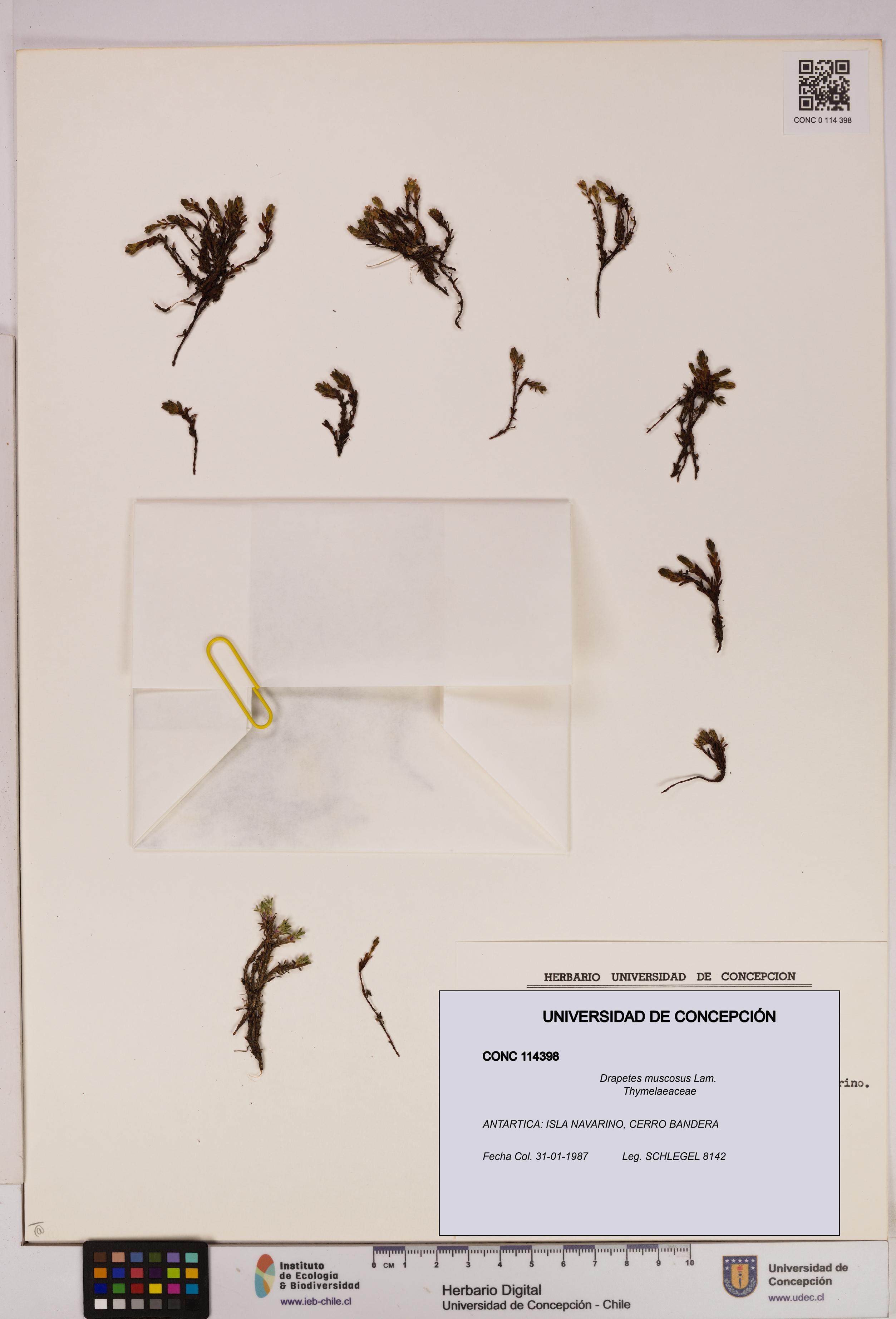 Drapetes muscosus [Espécimen: UDEC:CONC:0114398]