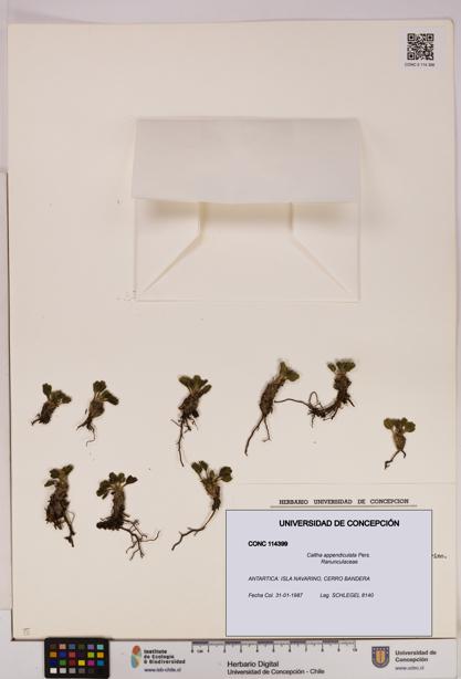 Caltha appendiculata [Espécimen: UDEC:CONC:0114399]