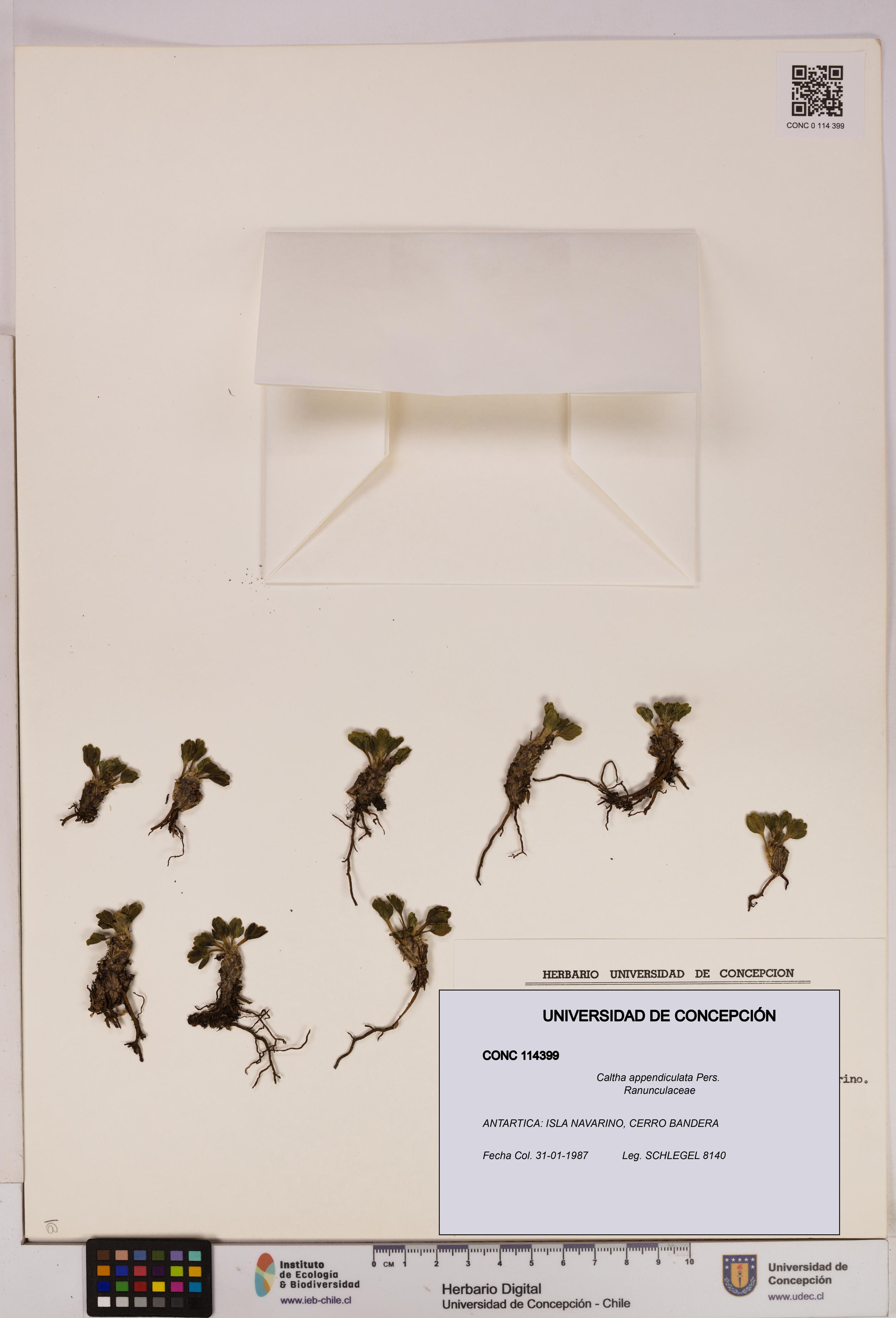 Caltha appendiculata [Espécimen: UDEC:CONC:0114399]