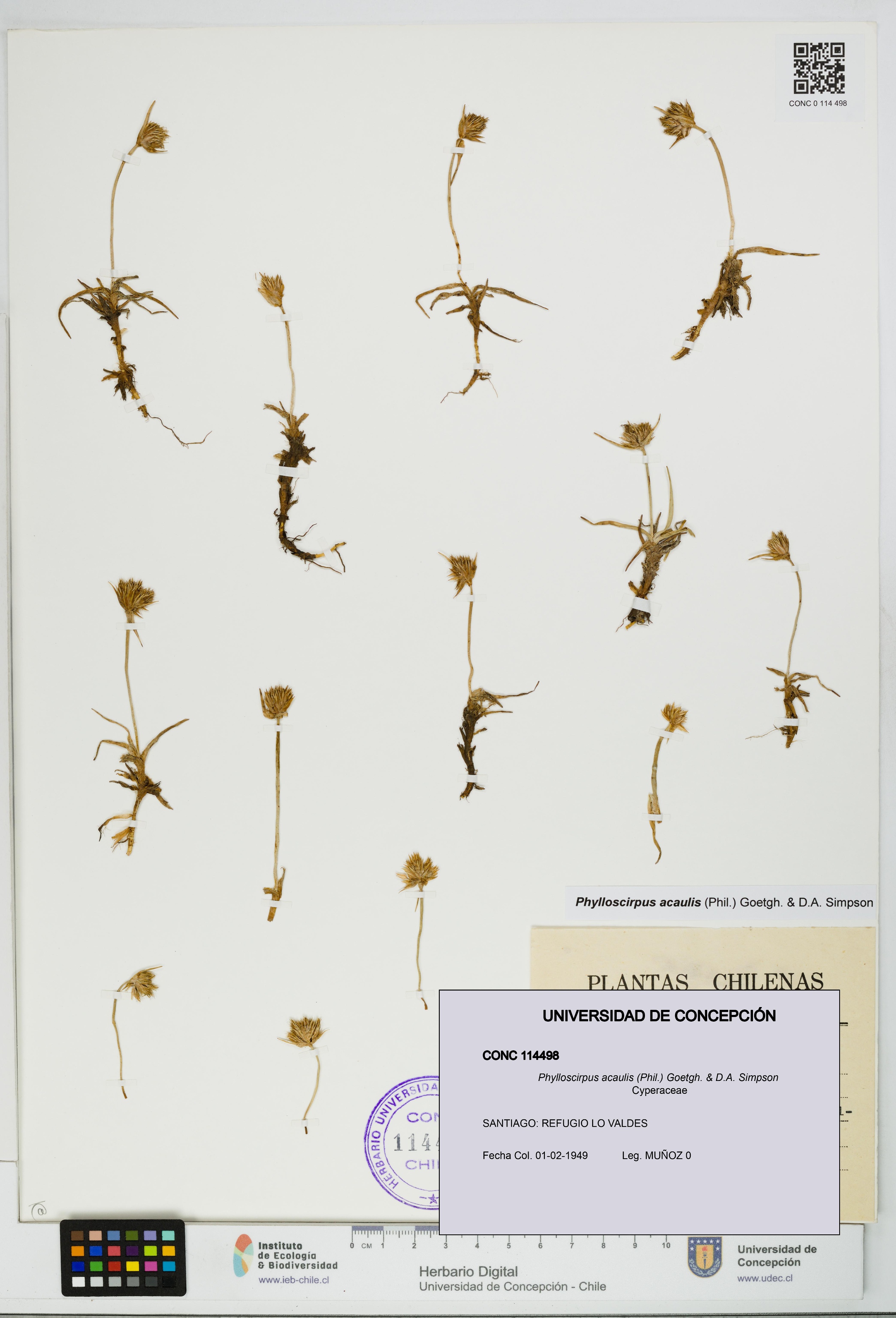 Phylloscirpus acaulis [Espécimen: UDEC:CONC:0114498]