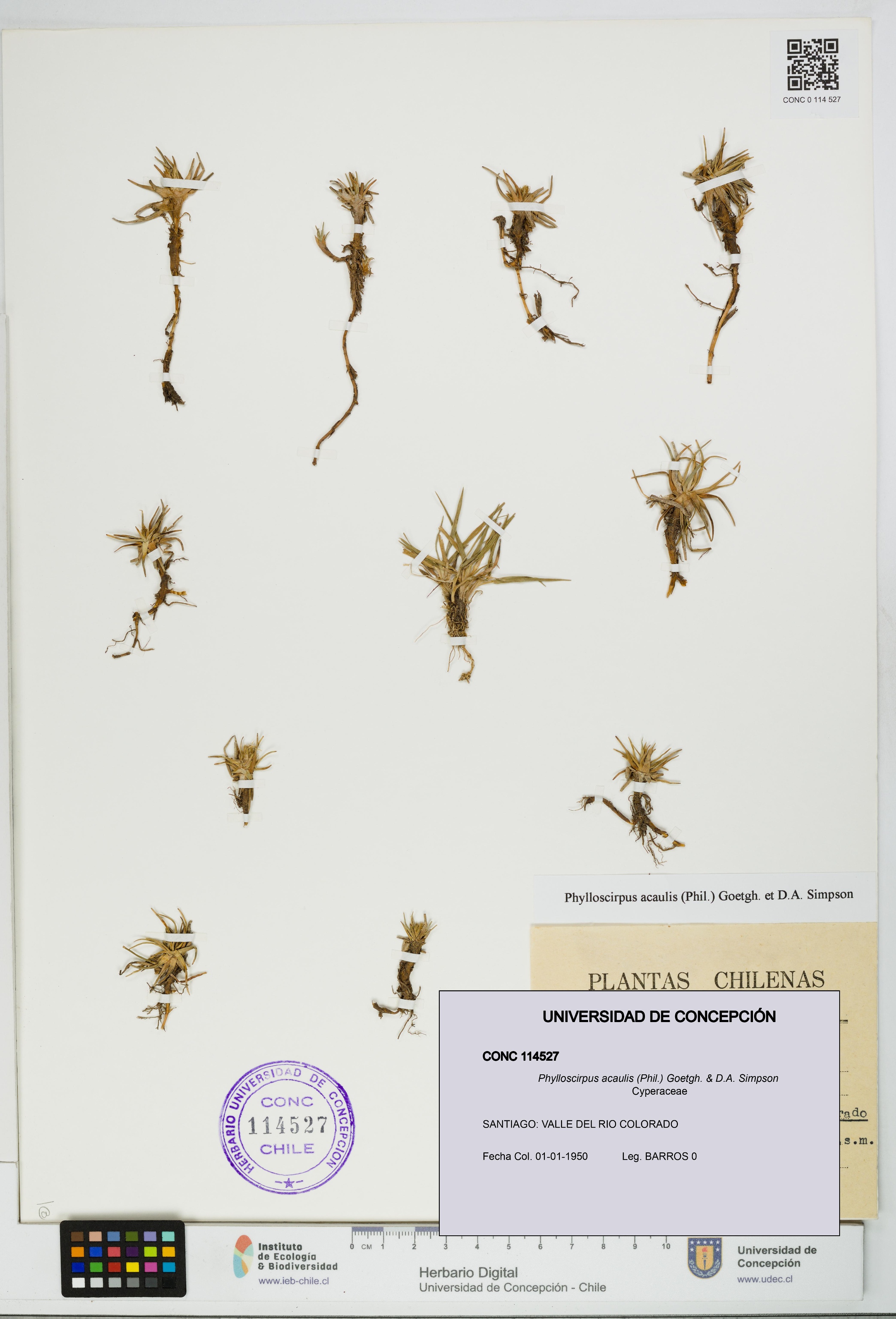Phylloscirpus acaulis [Espécimen: UDEC:CONC:0114527]