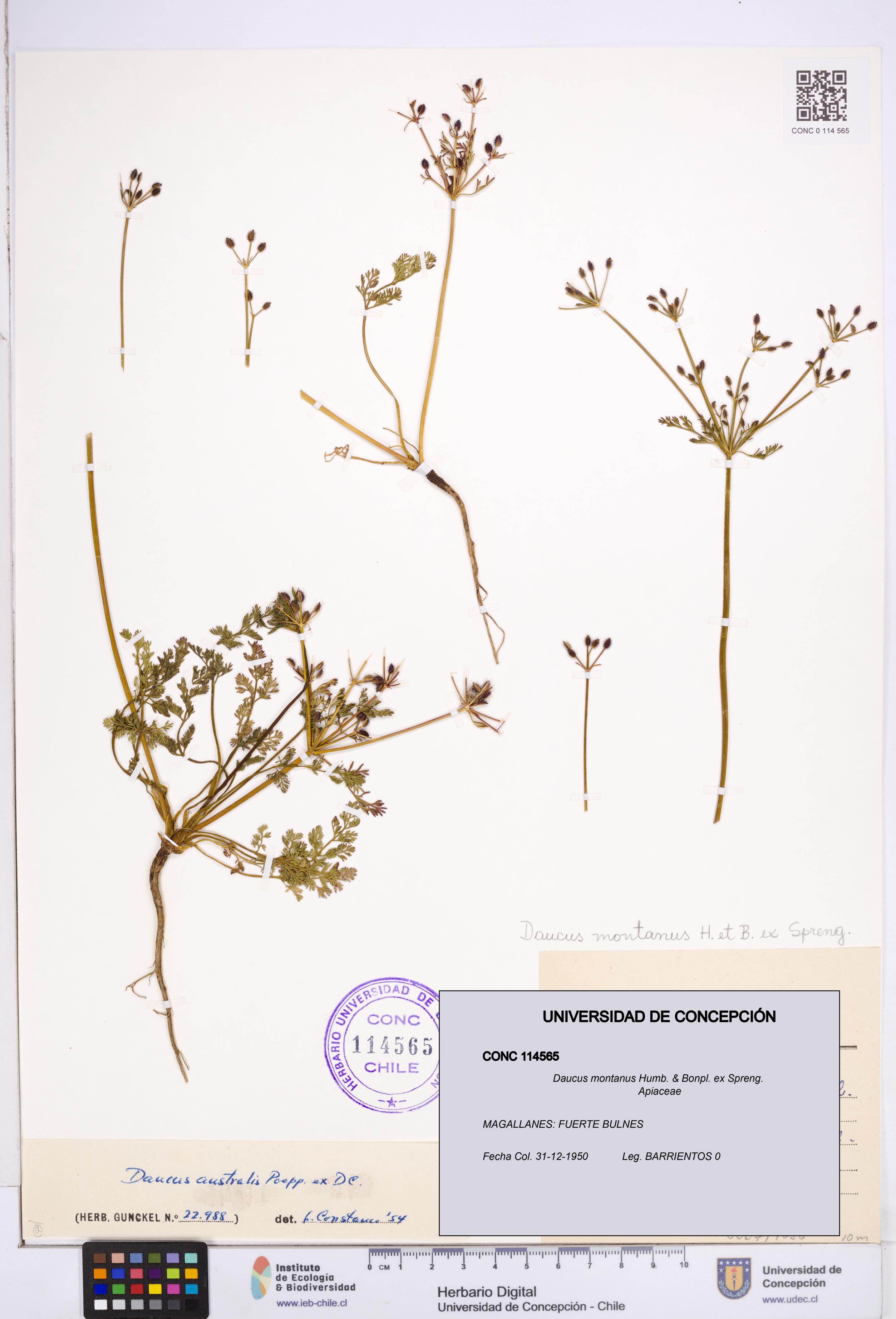 Daucus montanus [Espécimen: ]