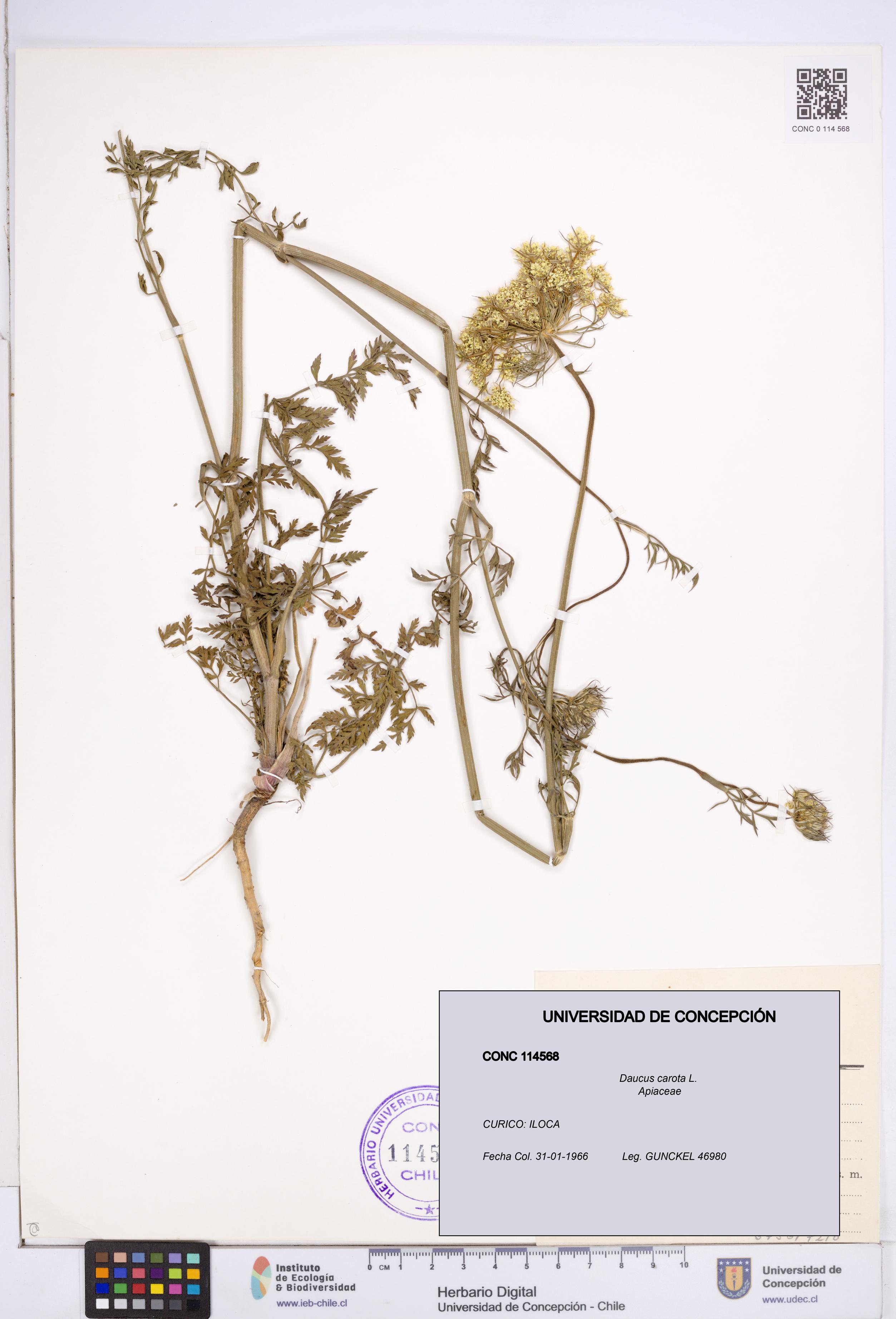 Daucus carota [Espécimen: ]