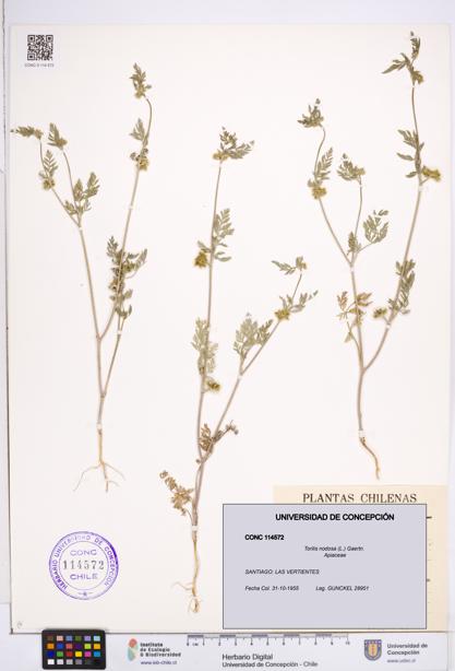 Torilis nodosa [Espécimen: ]