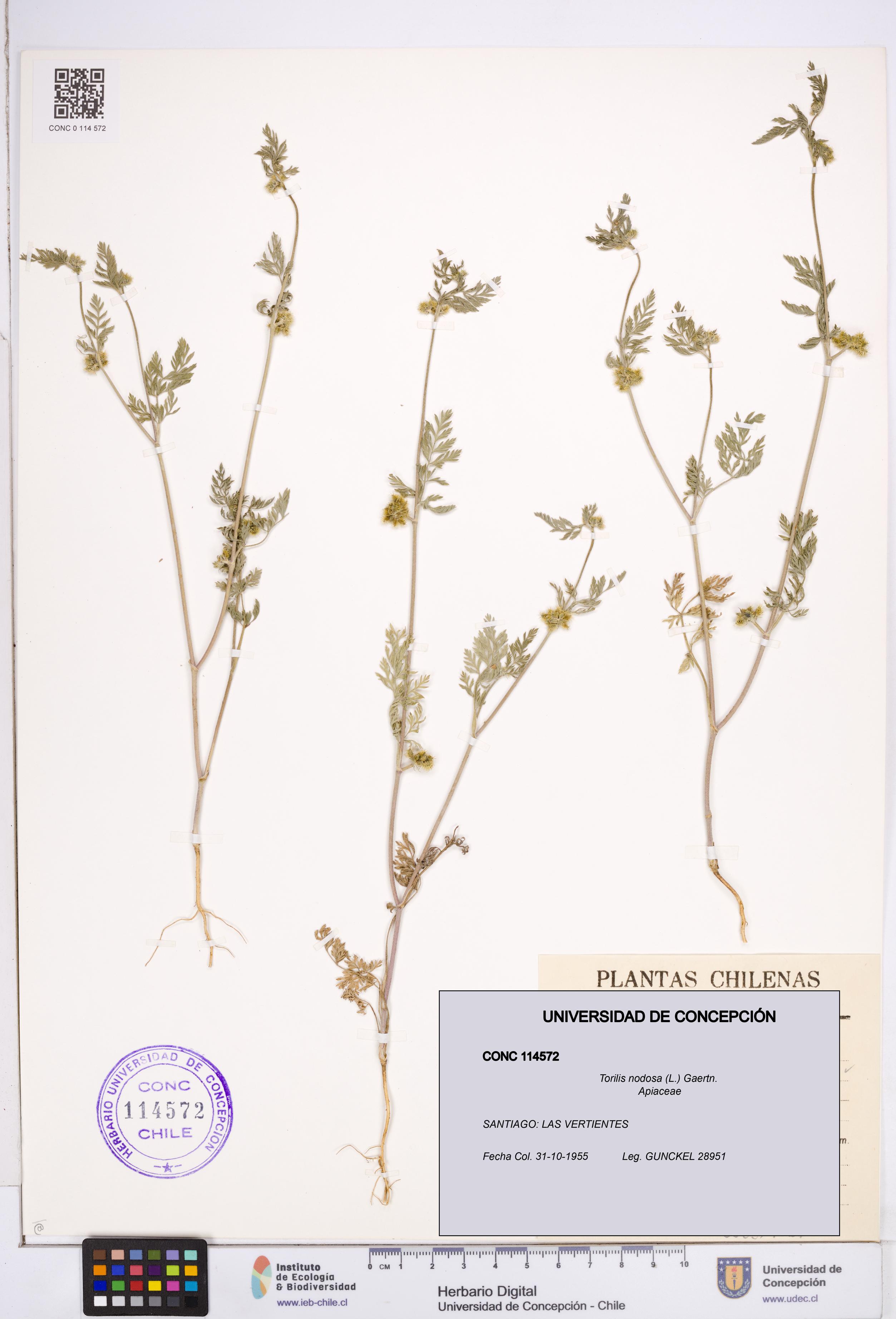 Torilis nodosa [Espécimen: ]
