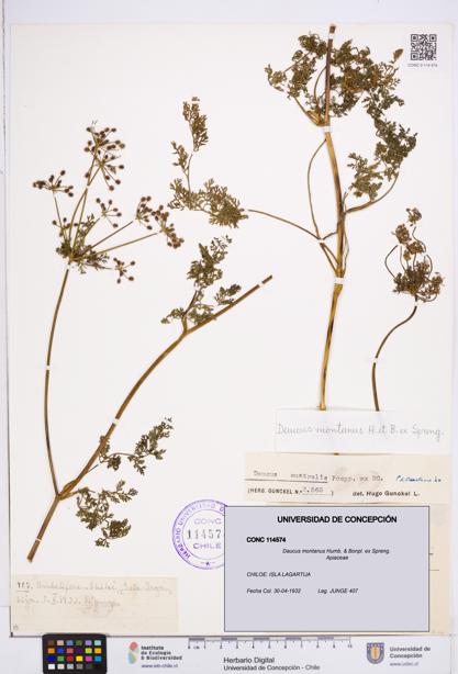 Daucus montanus [Espécimen: ]