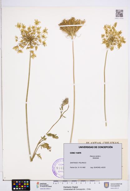 Daucus carota [Espécimen: ]