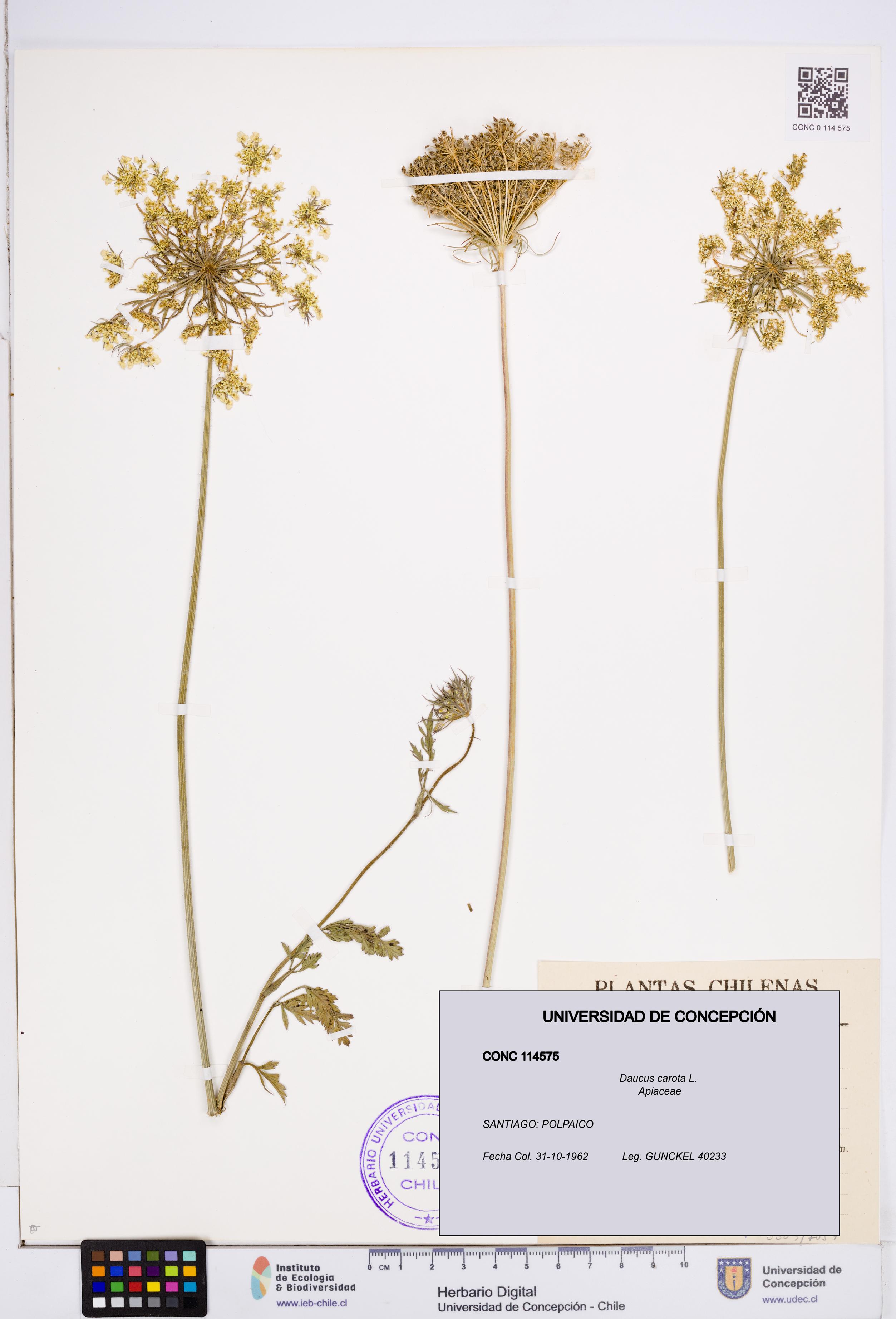 Daucus carota [Espécimen: ]