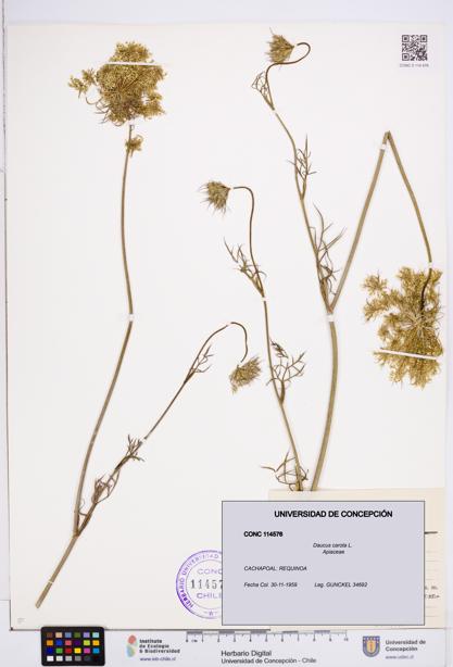 Daucus carota [Espécimen: ]
