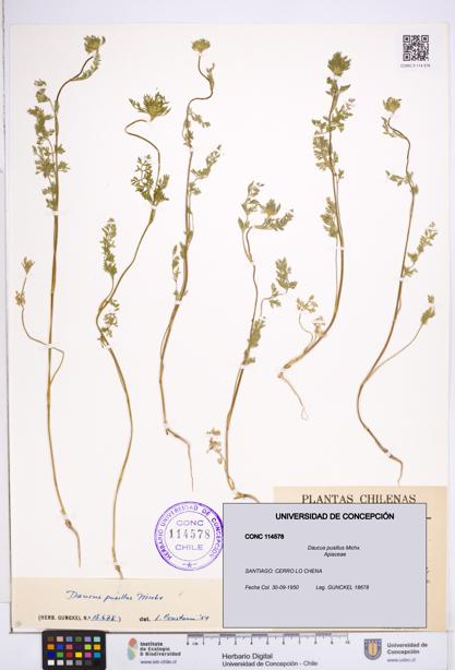 Daucus pusillus [Espécimen: ]