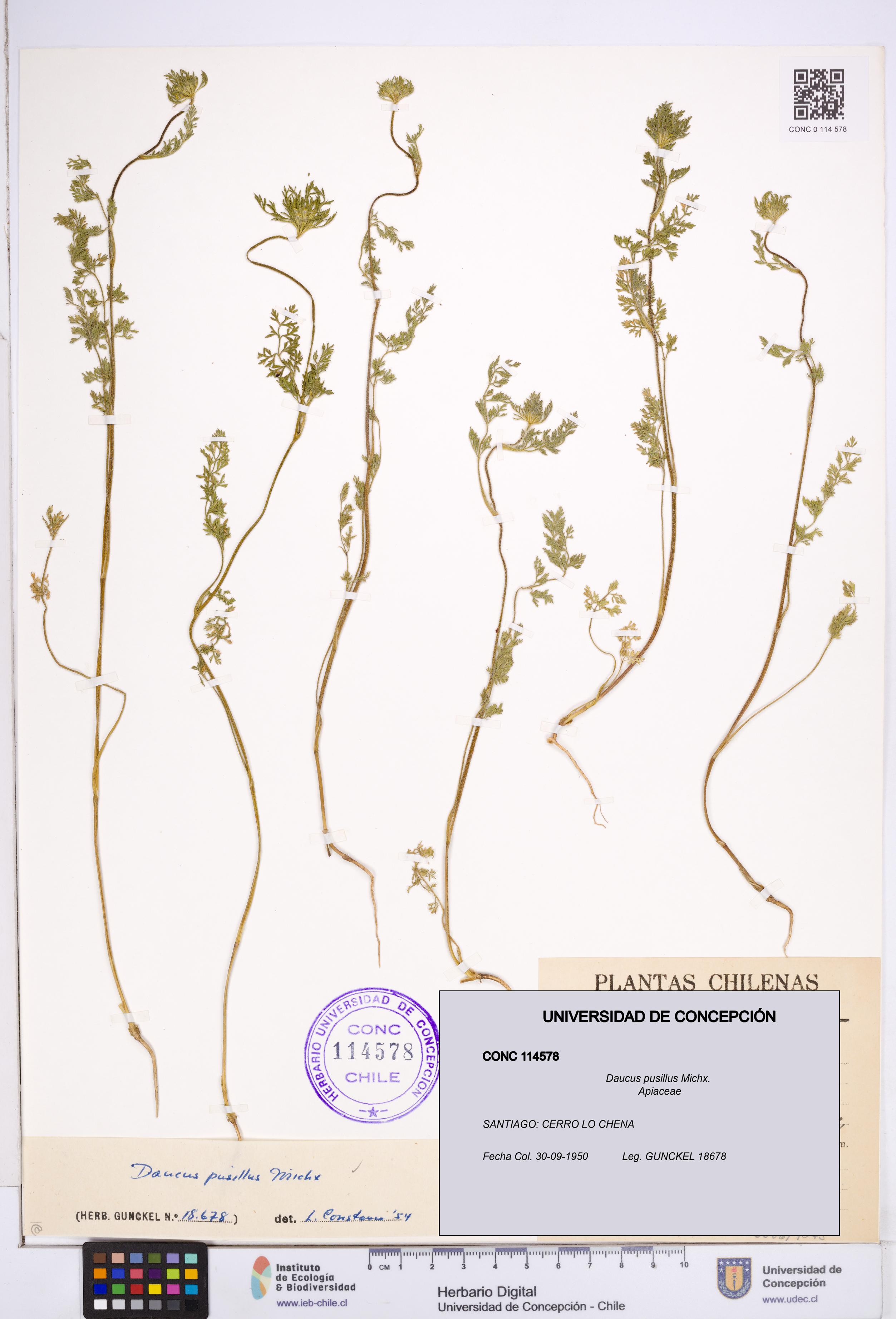 Daucus pusillus [Espécimen: ]