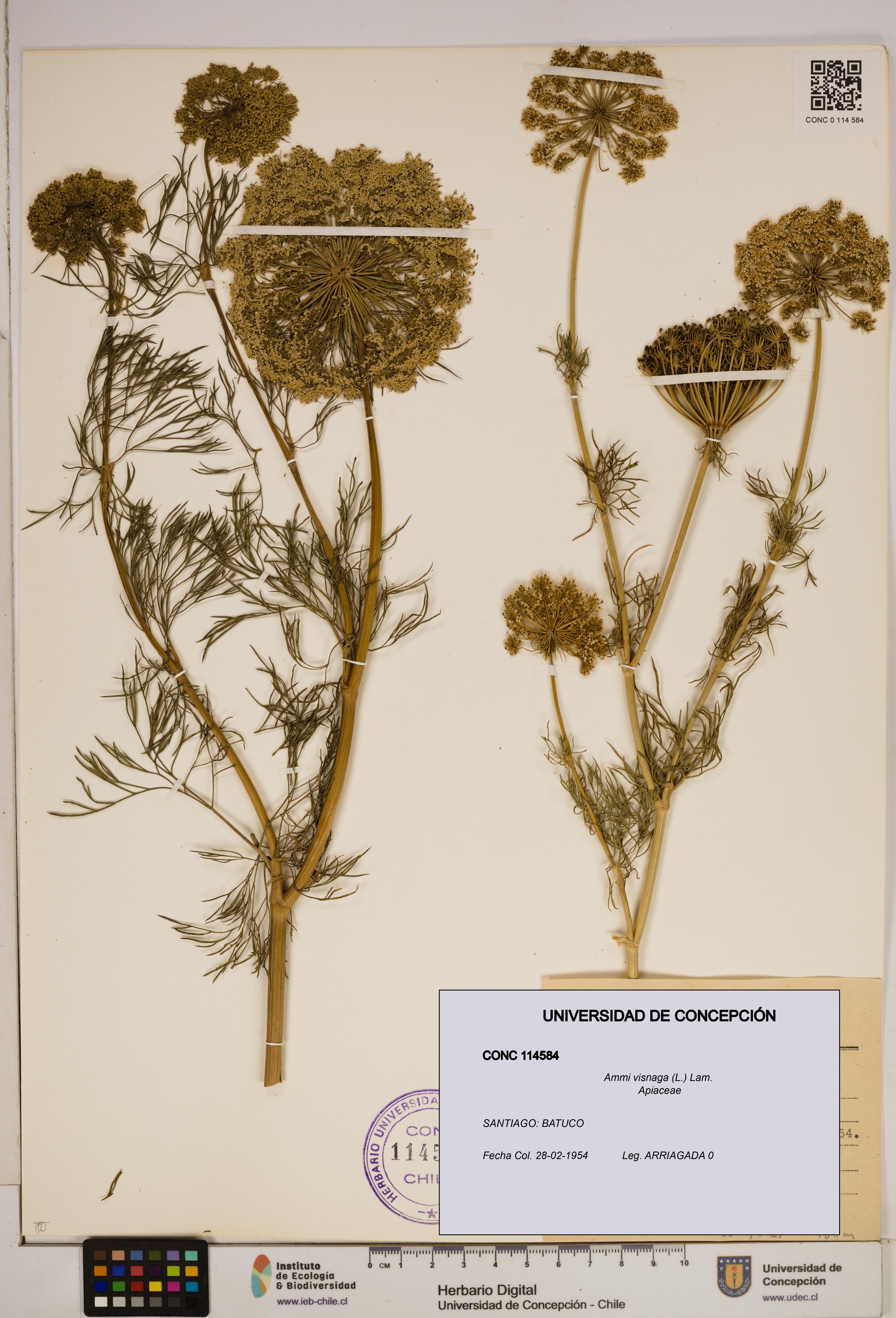Ammi visnaga [Espécimen: ]