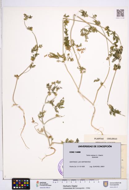 Torilis nodosa [Espécimen: ]