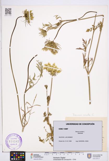 Daucus carota [Espécimen: ]