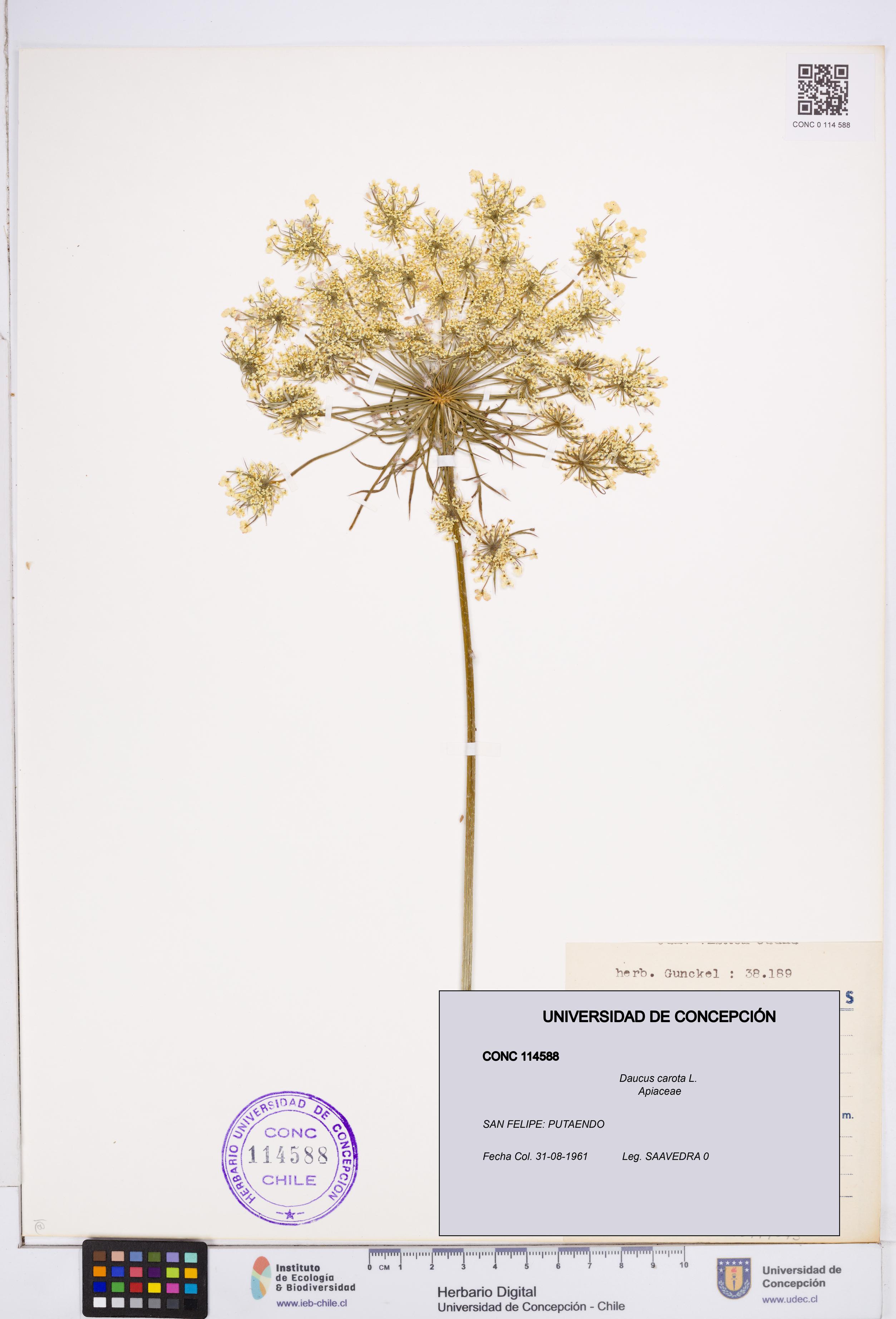 Daucus carota [Espécimen: ]