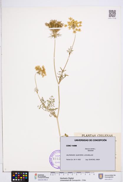 Daucus carota [Espécimen: ]