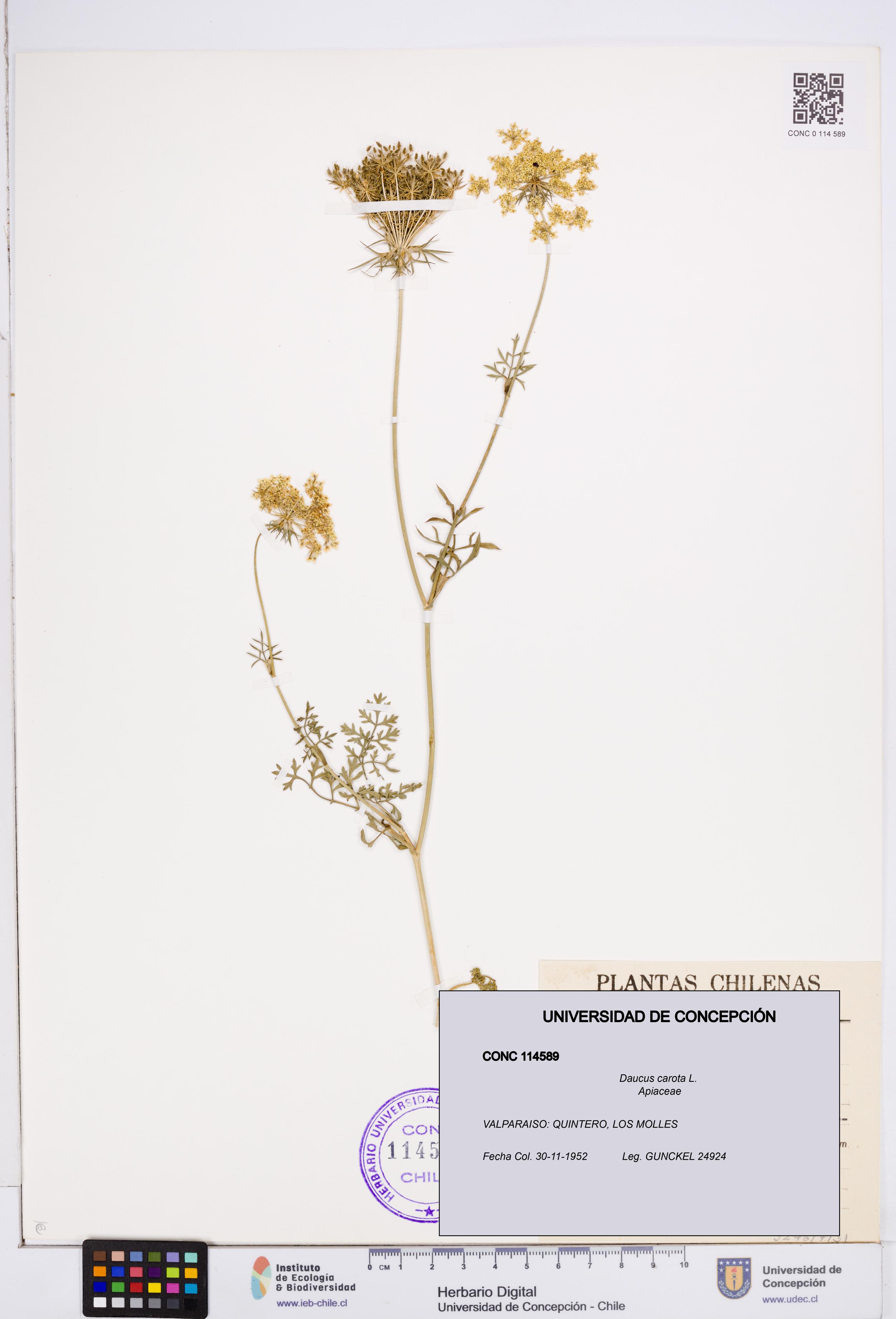 Daucus carota [Espécimen: ]