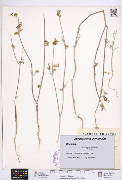 Torilis nodosa [Espécimen: ]