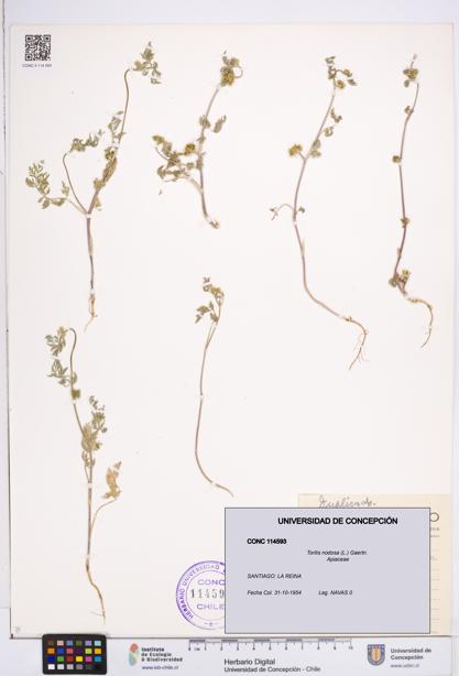 Torilis nodosa [Espécimen: ]