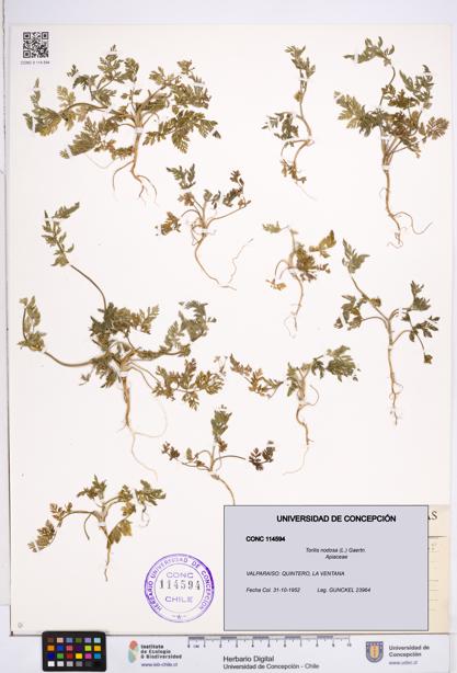 Torilis nodosa [Espécimen: ]