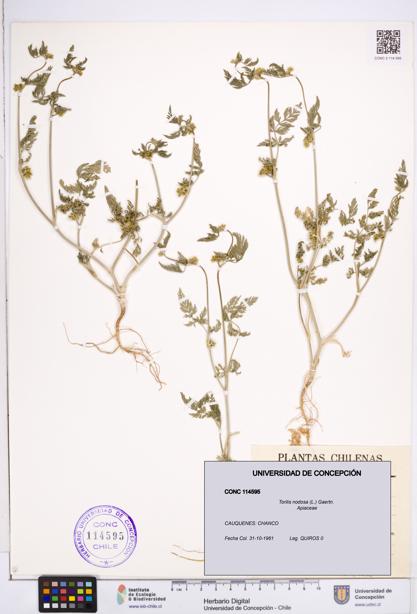 Torilis nodosa [Espécimen: ]