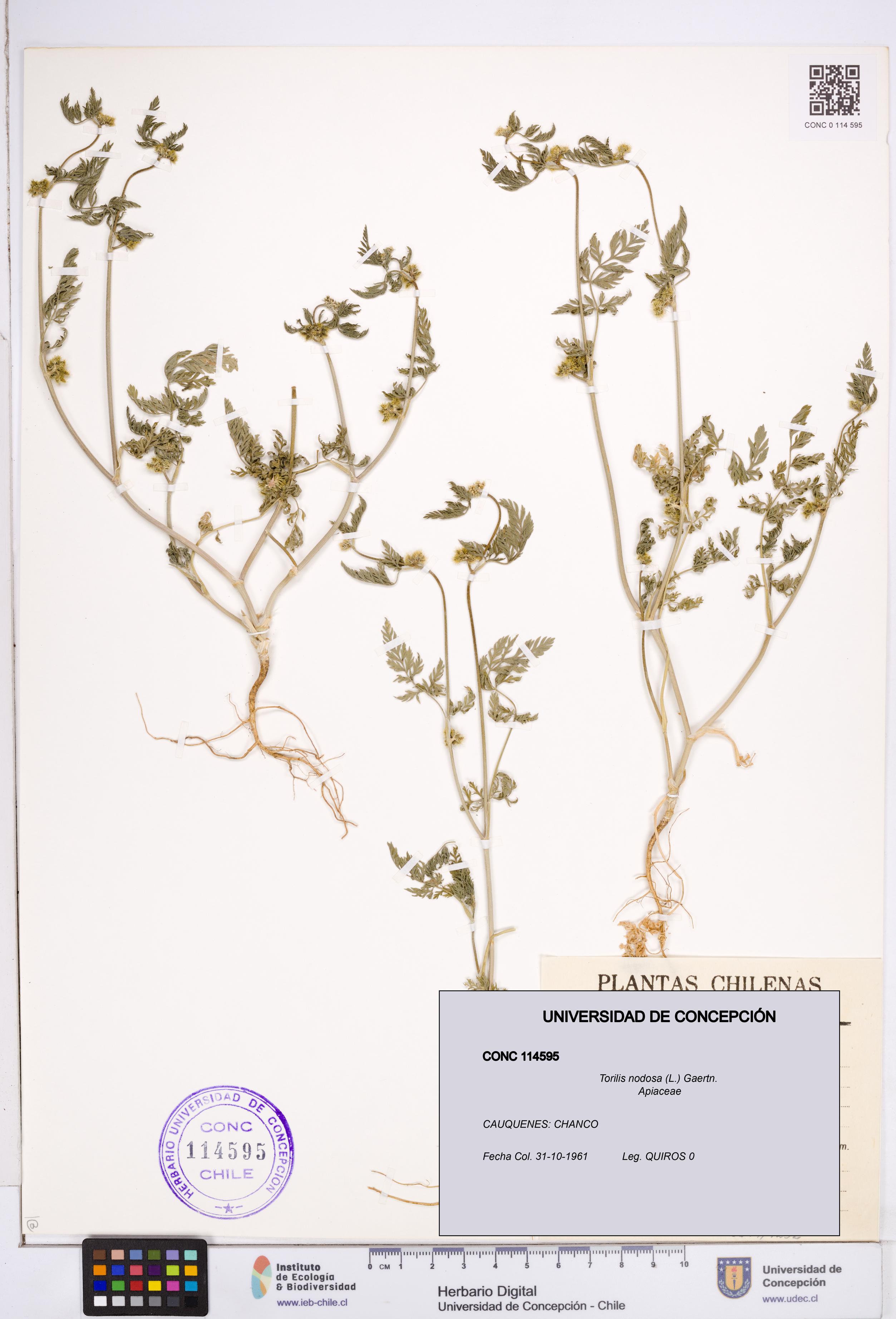 Torilis nodosa [Espécimen: ]