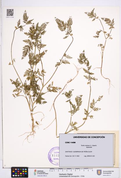 Torilis nodosa [Espécimen: ]