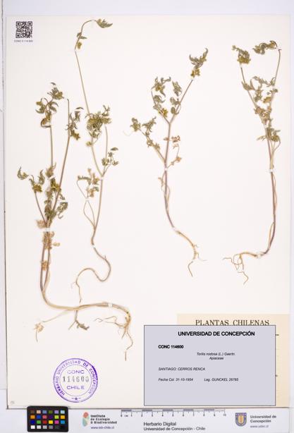 Torilis nodosa [Espécimen: ]