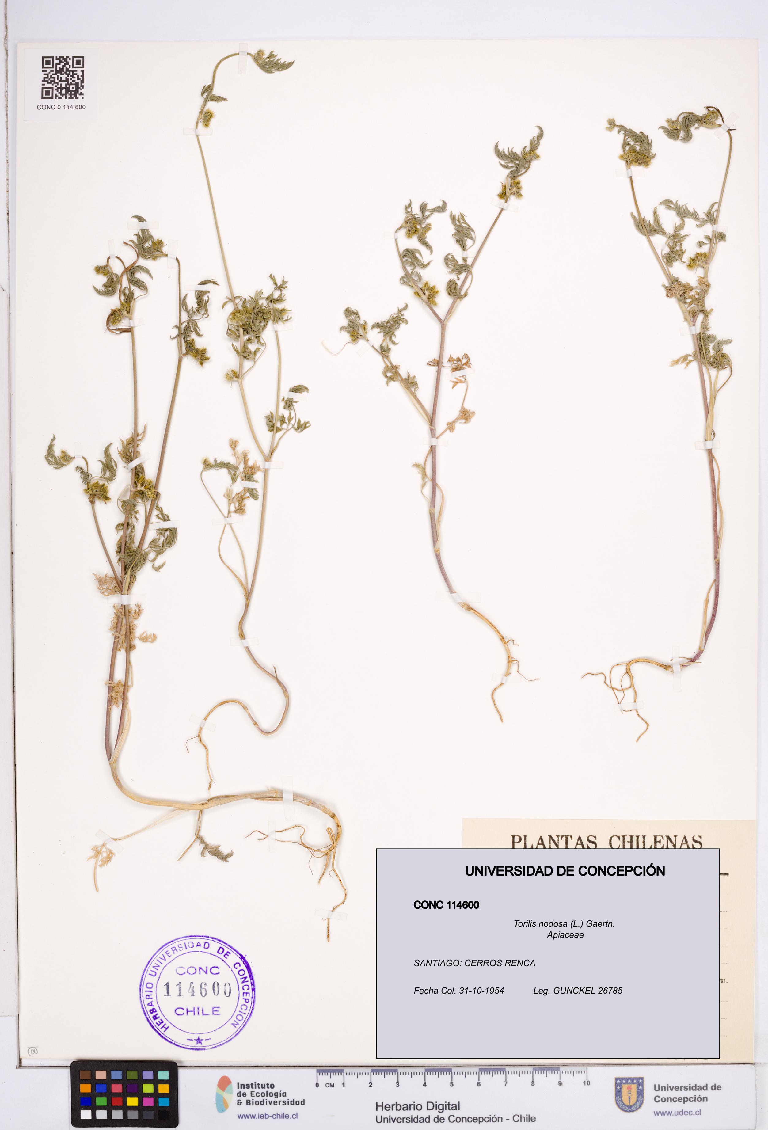 Torilis nodosa [Espécimen: ]