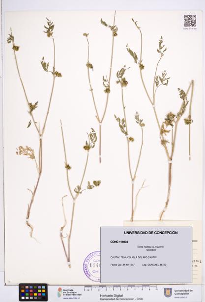 Torilis nodosa [Espécimen: ]