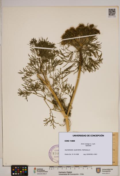 Ammi visnaga [Espécimen: ]