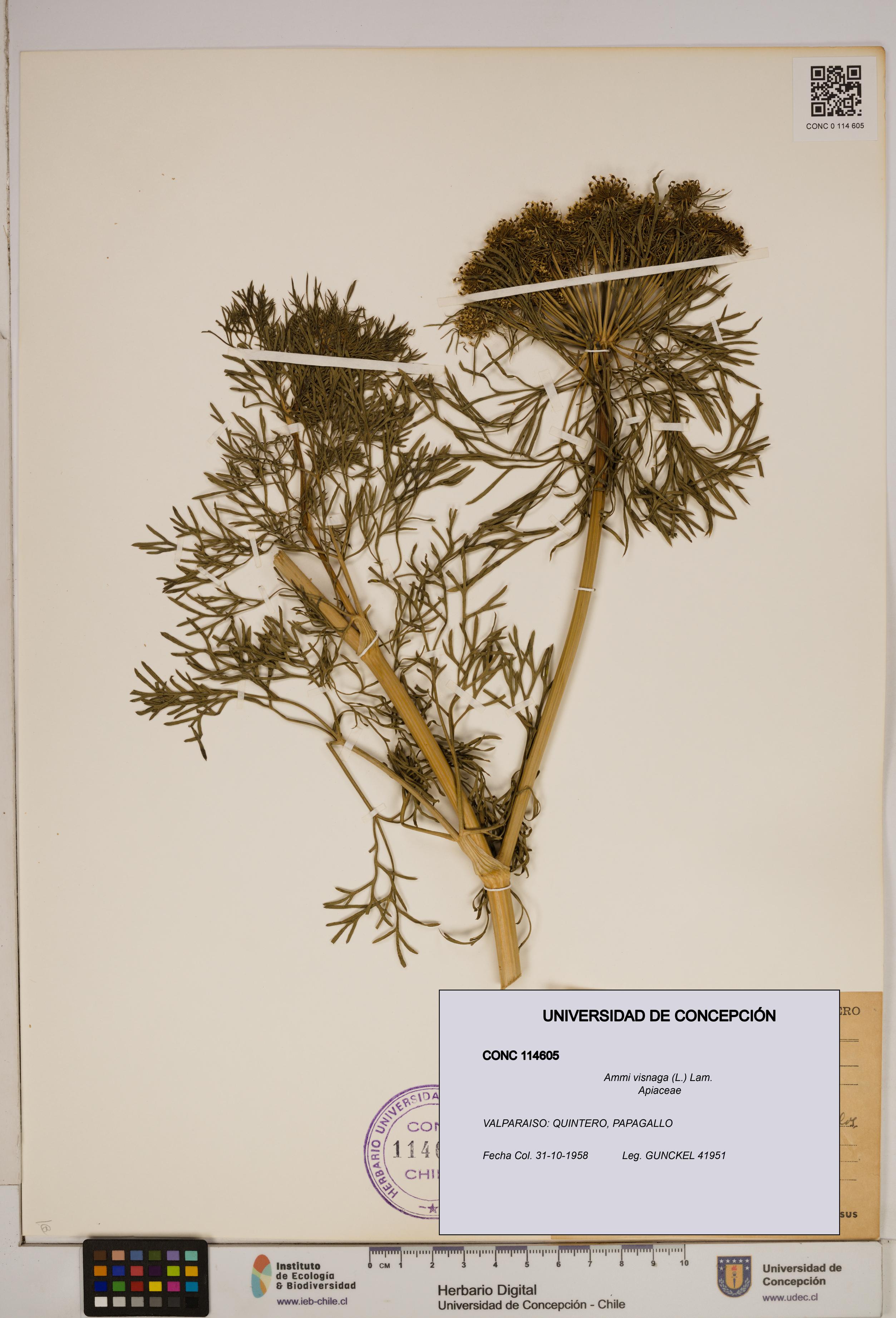Ammi visnaga [Espécimen: ]