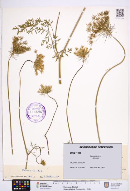 Daucus carota [Espécimen: ]