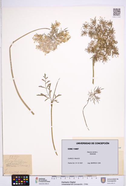 Daucus carota [Espécimen: ]