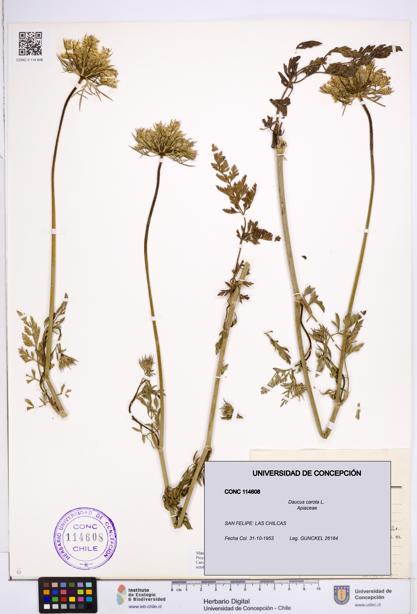 Daucus carota [Espécimen: ]