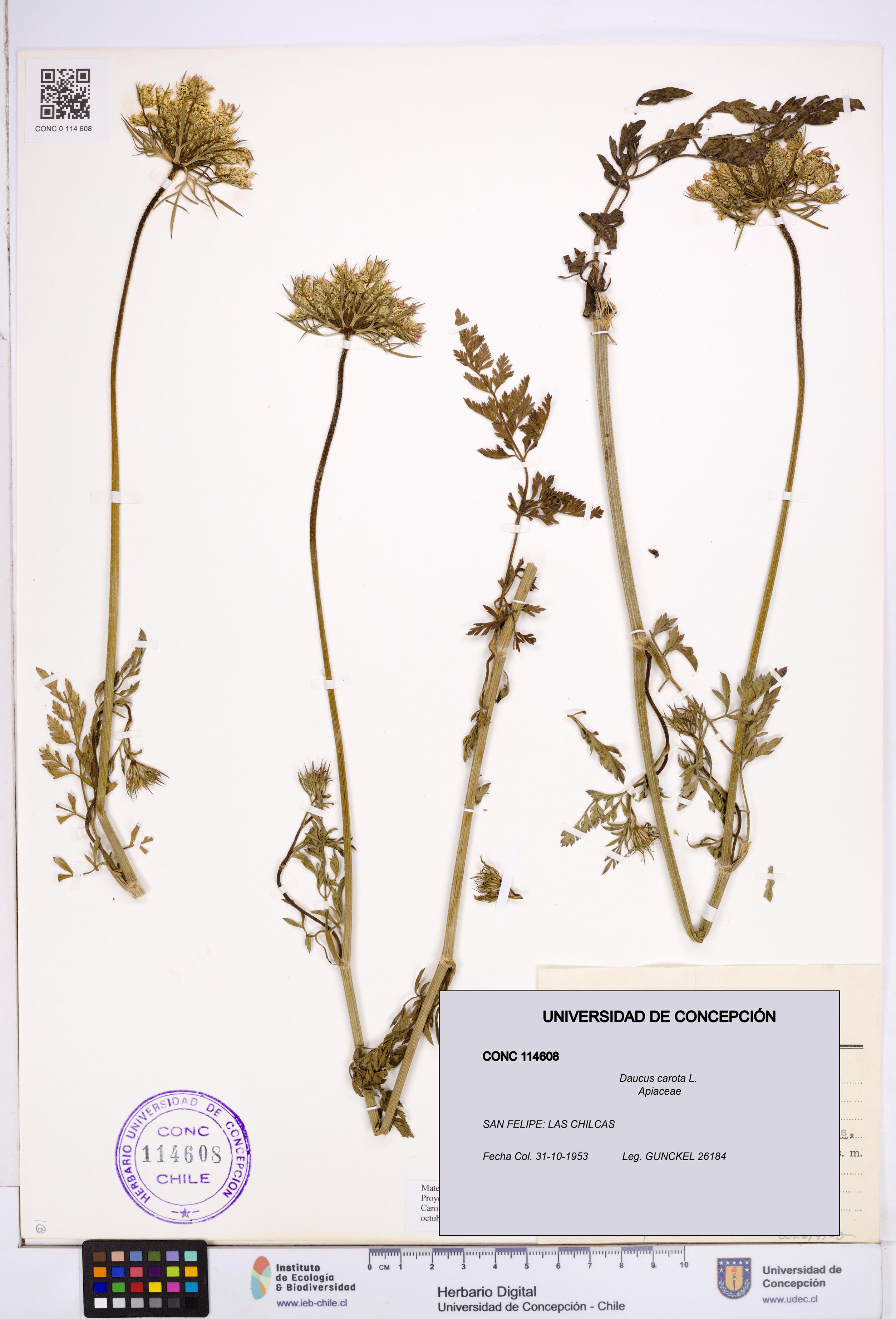 Daucus carota [Espécimen: ]