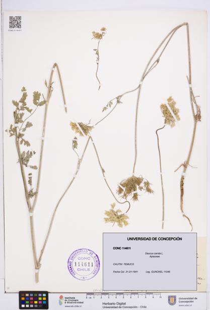 Daucus carota [Espécimen: ]