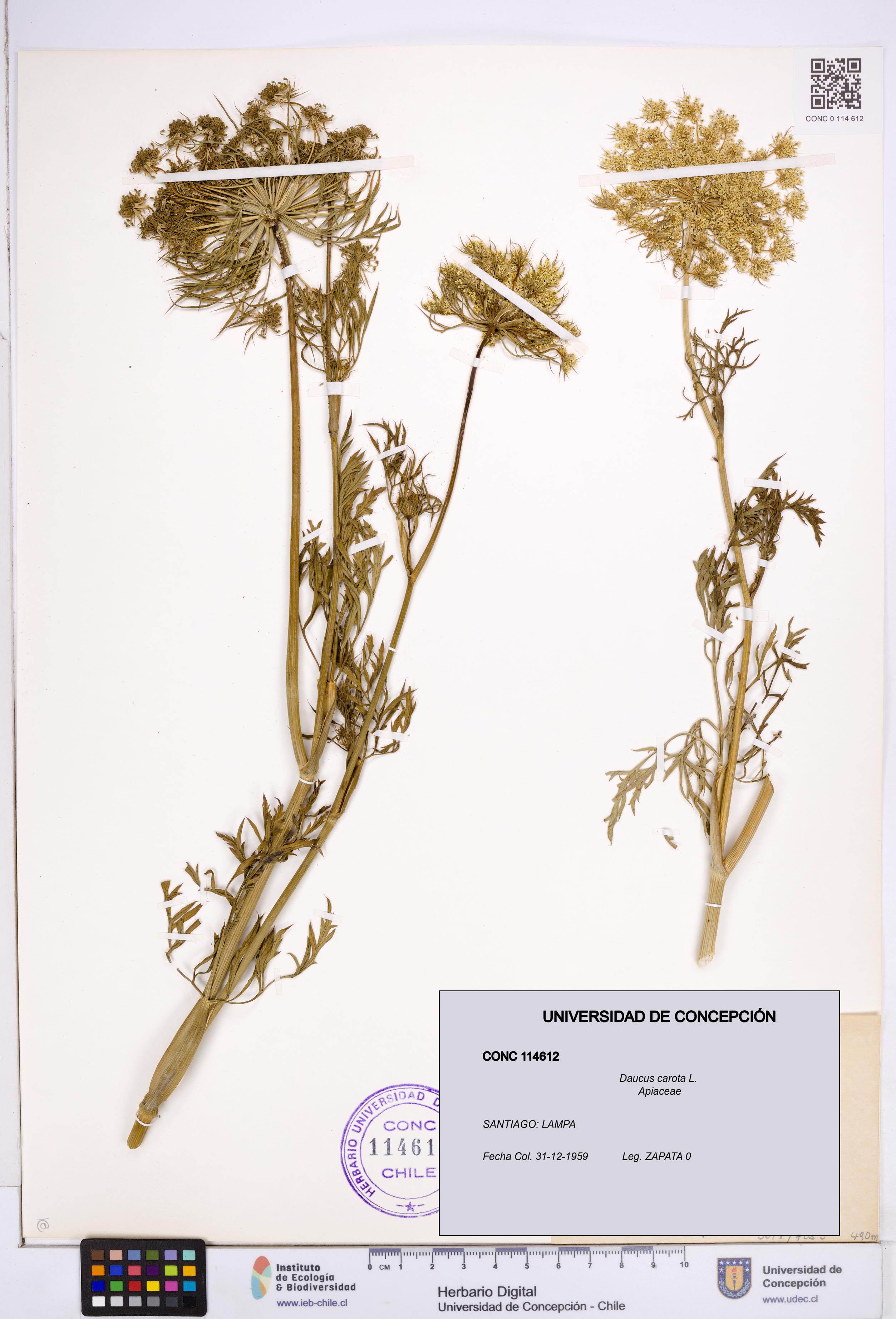 Daucus carota [Espécimen: ]