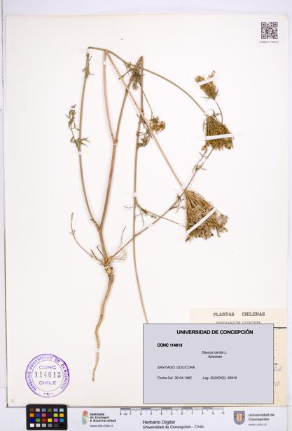 Daucus carota [Espécimen: ]