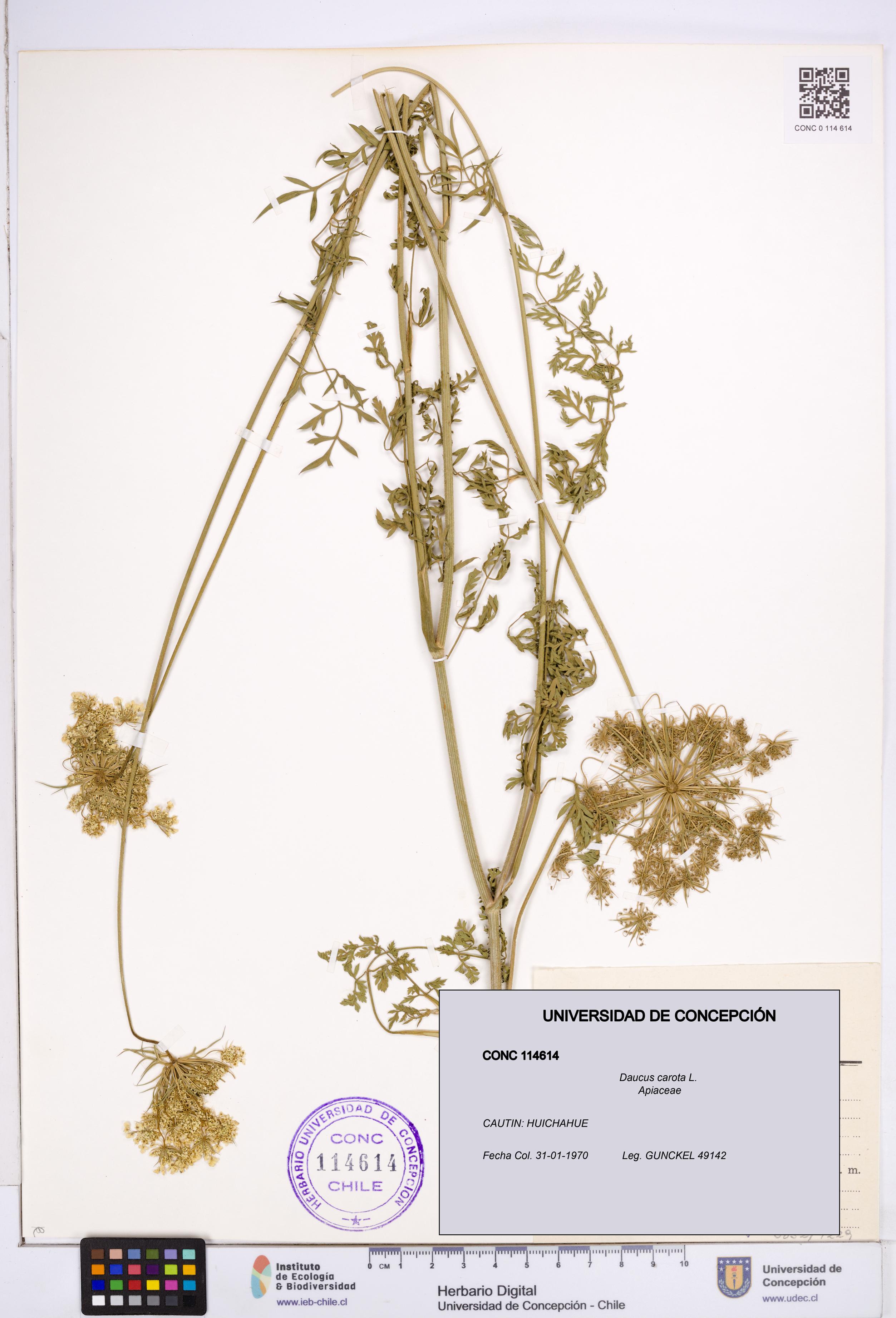 Daucus carota [Espécimen: ]