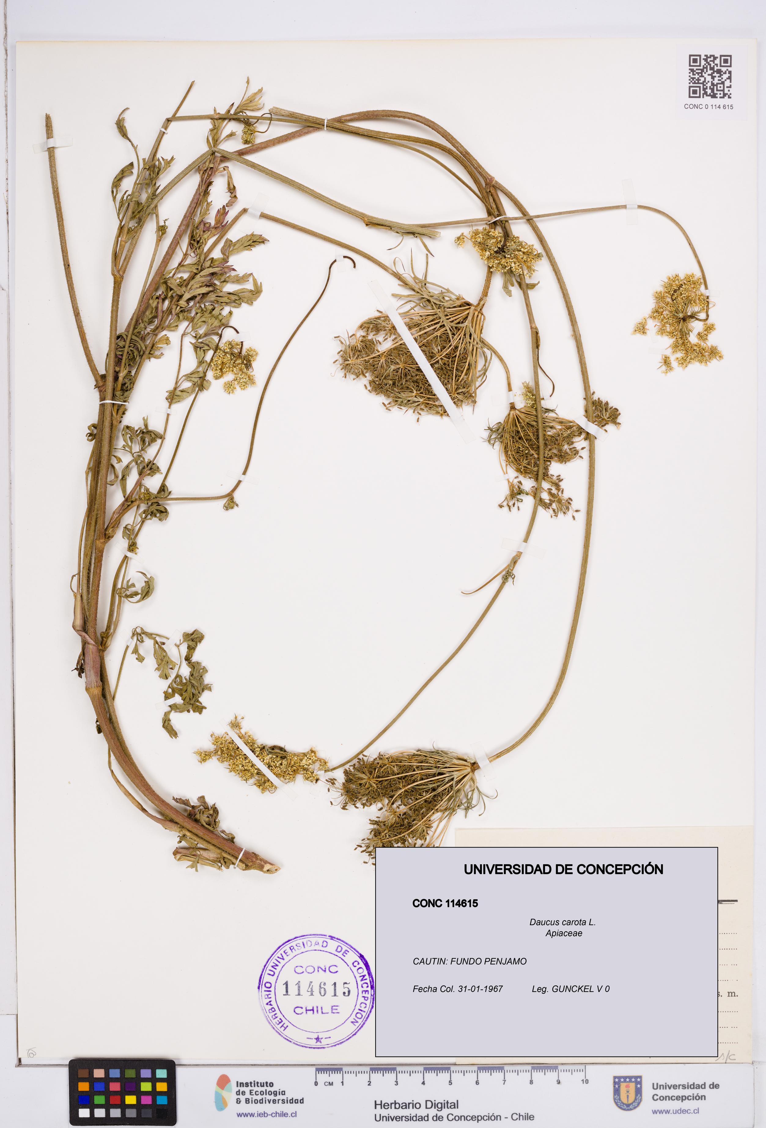 Daucus carota [Espécimen: ]