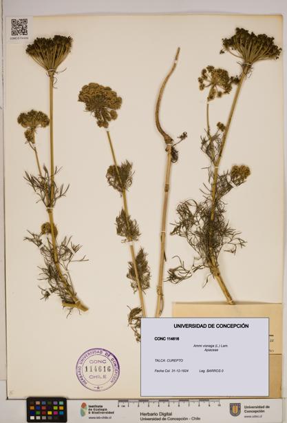 Ammi visnaga [Espécimen: ]