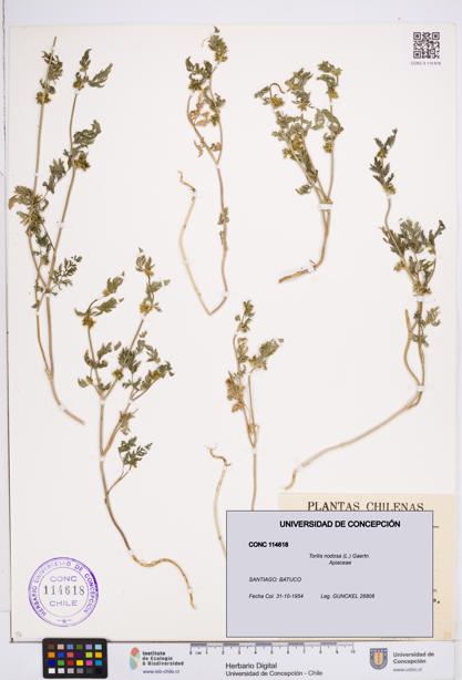 Torilis nodosa [Espécimen: ]